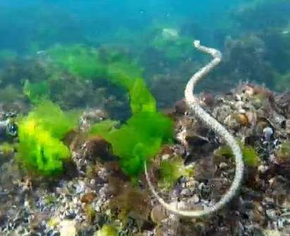 Снимаха морски кончета и змии на остров Свети Тома