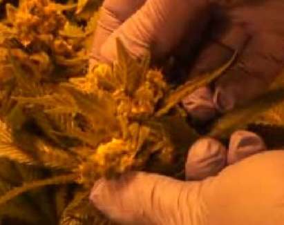 ГДБОП нанесе унищожителен удар на най-модерна оранжерия за марихуана у нас (ВИДЕО)