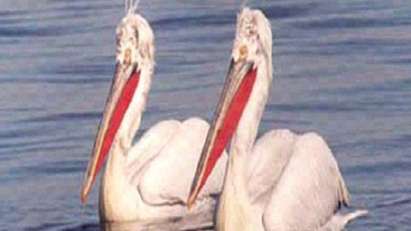 Специална система пази пеликаните в Бургас