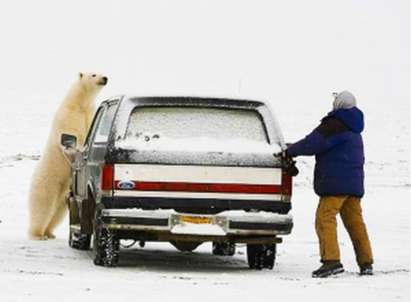 Мъдро! Норвегия праща бежанци на острови с бели мечки