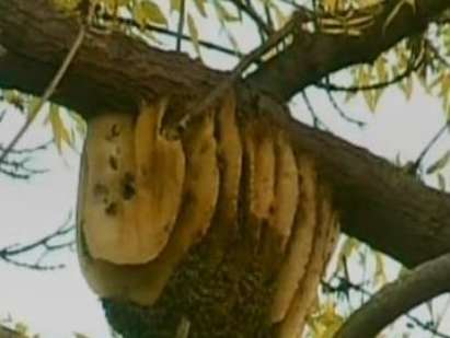 Спасиха пчелно семейство, свалиха пчелите от дърво в Морската градина на Варна