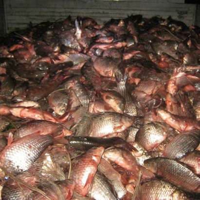 ИАРА Бургас удари бракониерите, дари 600 кг риба на Социалния патронаж
