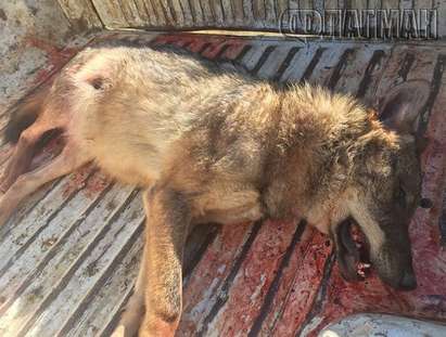 Освирепели вълци нападнаха възрастен мъж в Странджа, ловци направиха хайка, за да ги убият