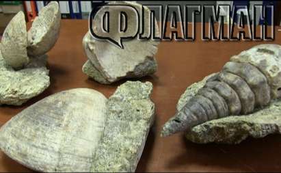 Само във Флагман.бг! Вижте трите гигантски миди и раковината на 33 млн. години в Крайморие