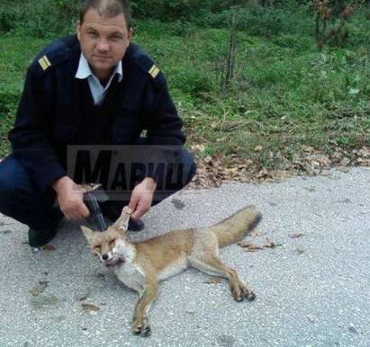 Кръвожадно: Гард на НСО дере лисици в двореца „Кричим”!