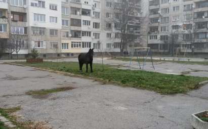 Кон пасе трева на детска площадка, полицаи и общинари нехаят