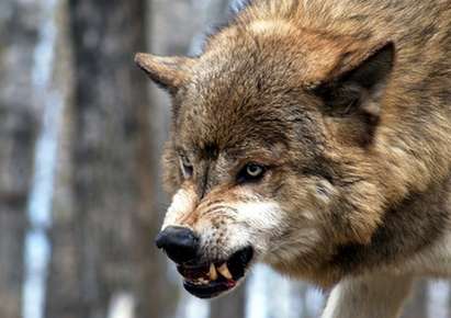 Броят на бургаските вълци расте! Отстреляха 15 само за три месеца