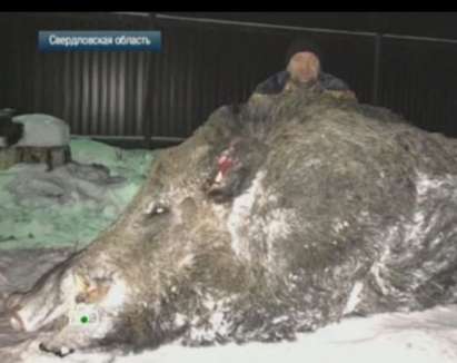 Слука! Ловец отстреля 550-килограмово горско чудовище-мутант (ВИДЕО)