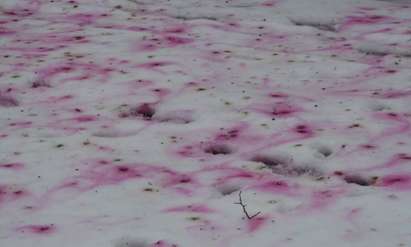 Дроздове "боядисаха" снега в Русе (снимки)