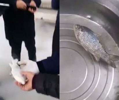 Рибар извади замразена риба от камерата и тя се съживи (ВИДЕО)
