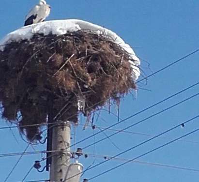 Щъркел долетя в шуменско село, гнездото му е пълно със сняг