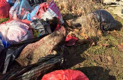 Гранични полицаи в дружинката край бракониерските прасета на Варвара. Вижте кои са!