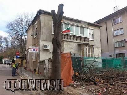 Изсичат здрави дървета в центъра на Бургас заради строеж?