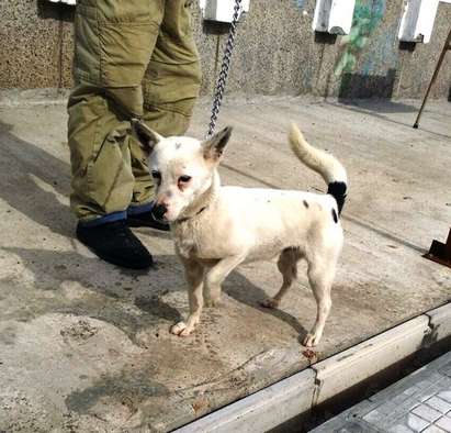 Помогнете! Приютът за животни в Поморие търси стопаните на изоставено куче (СНИМКИ)