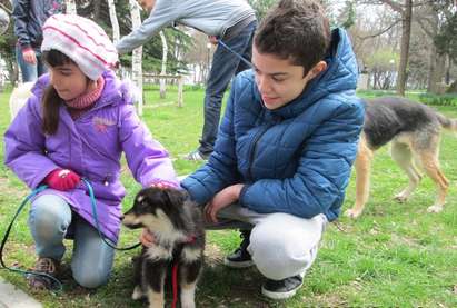 Бургас е един от малкото градове без бездомни кучета