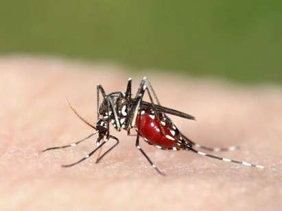 Бургас е сред петте български града с тигрови комари, има ли риск от Зика?