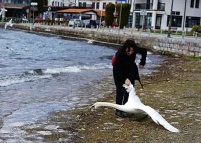 Българка убила лебед в Охридското езеро, за да си направи селфи