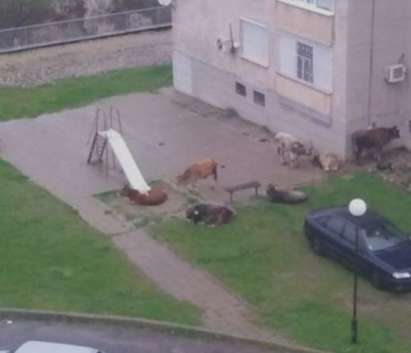 По нашенски: Крави се кефят на детска площадка в Кърджали (ВИДЕО)