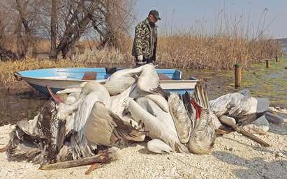 С 3,5 млн.лв. Зелените пазиха розовия пеликан на Атанасковското езеро, той умря