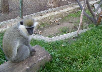 Затвориха зоопарка в Айтос, издирват маймуна-беглец