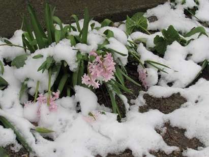 Пролетта дойде с 3 градуса в София, със сняг - в Шумен и Разград