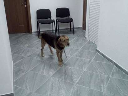 Куче дефилира из Фронт-офиса на Община Царево, изкараха го насила...