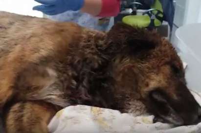 Жестоко убийство на куче в Бургас(ВИДЕО+18)