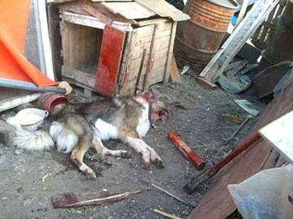 Мъртвопиян простреля куче с газов пистолет в Бургас
