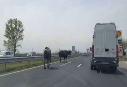 Биволи се разхождат по магистрала „Тракия“