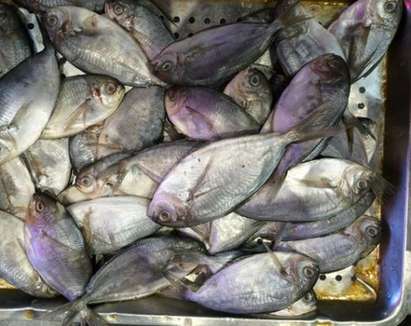 Внимавайте! Риба от Фукушима заля магазините в Бургас