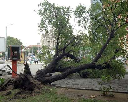 Бурята изпотроши дървета в Бургас, вятърът е бил 12м./сек