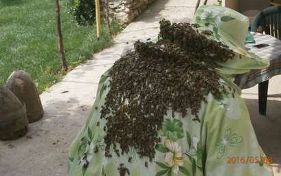Рой се хвана на гърба на пчелар