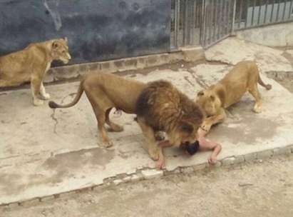 Самоубийство чрез лъв: Мъж се съблече чисто гол и скочи в клетката на царя на зверовете, за да бъде изяден (СНИМКИ/ВИДЕО 18+)