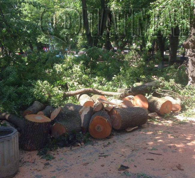 Пожарникари нарязаха рухналото дърво в Морската градина