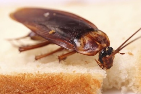 5 екологични начина да се преборим с досадните хлебарки