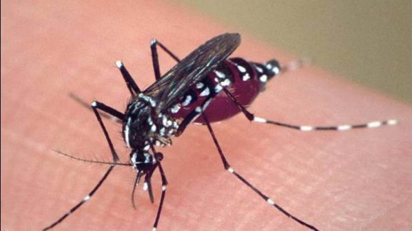 Ловят опасните тигрови комари в Бургас със специални капани