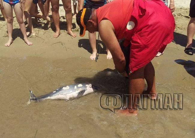 Ужас! Мъртъв делфин шокира туристите на плажа в Слънчев бряг