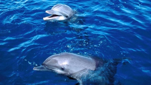 Трупове на разфасовани делфини изплуваха между Ахелой и Поморие (СНИМКА 18+)