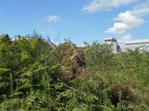 Бърлога: Откриха таен бардак, скрит в храсти и сметище (СНИМКИ)