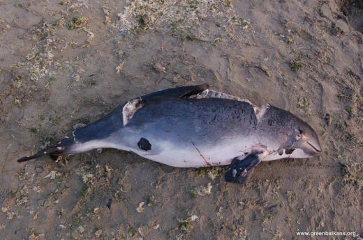 Взривове по време на военните учения в морето  убили делфините?
