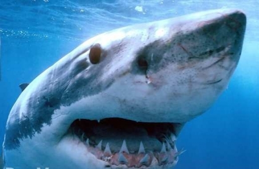 Удивителни кадри: Смъртна хватка между две акули (ВИДЕО)