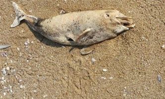 Морето изхвърли труп на делфинче на плажа Алепу