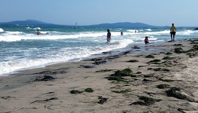 Плажовете позеленяха и замирисаха от водорасли