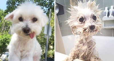 Вижте как изглежда куче преди и след баня (СНИМКИ)