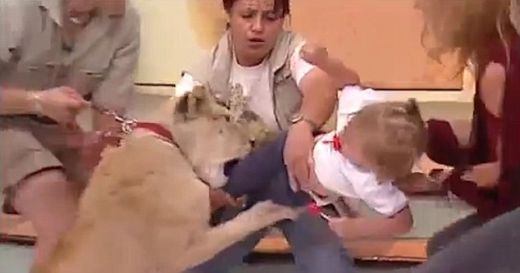 Шокиращи кадри! Лъв нападна бебе в живо предаване, иска да му отхапе крака (ВИДЕО)