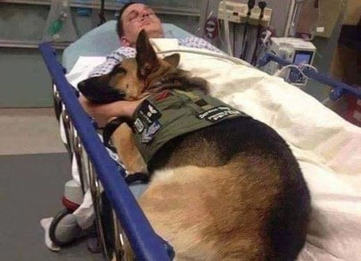Трогателно! Куче отказа да напусне болничното легло на ранен войник