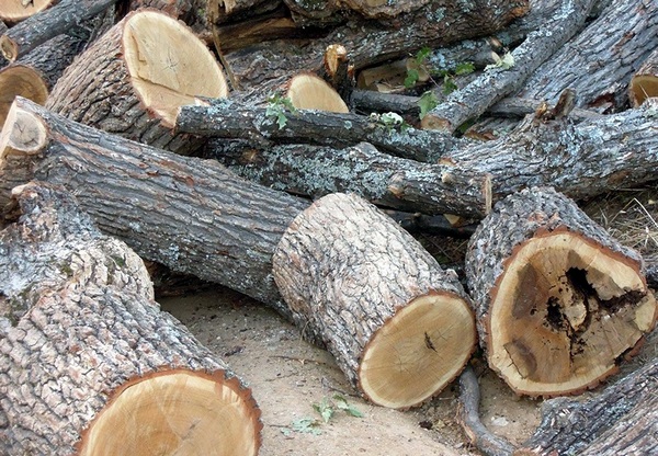 Горски инспектори спипаха нищожно количество незаконни дърва край Капчето