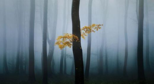 Снимка от гората между Шипка и Бузлуджа стана кадър на деня на National Geographic