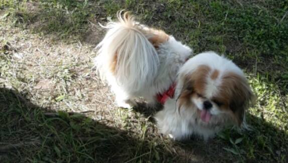 Похитиха кучето на Милена Славова в Созопол