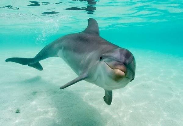 Делфините говорят с изречения ?!
